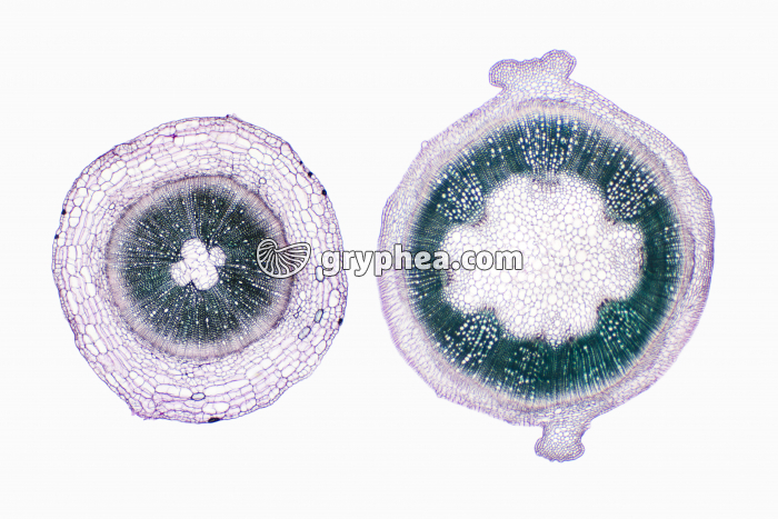 Racine et Tige de Mercuriale - structures secondaires - comparaison CT x7 - gryphea.com